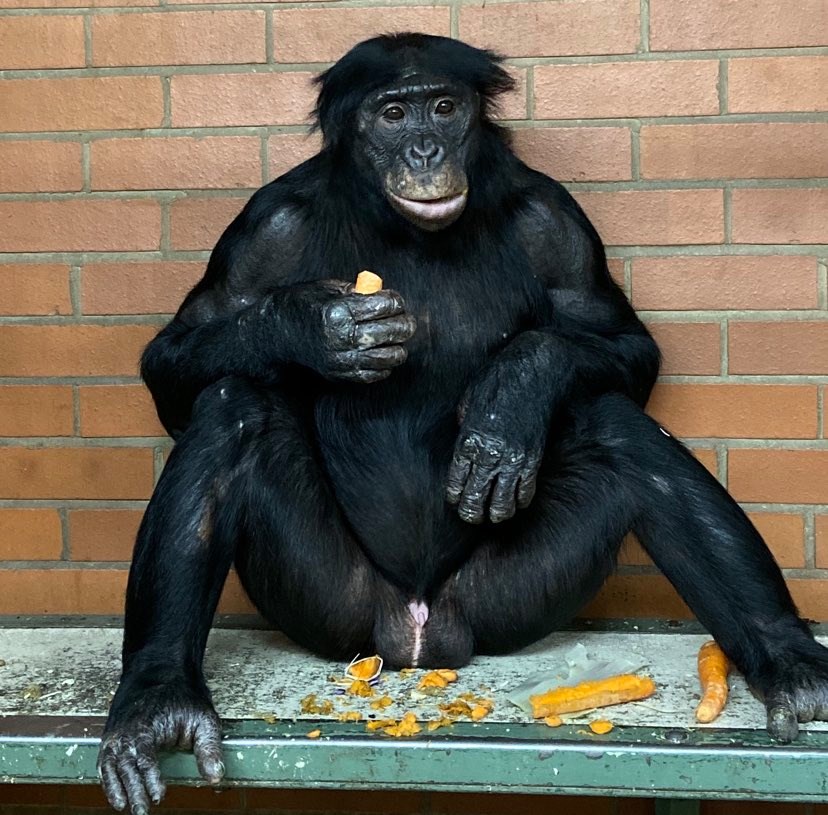 Bonobo male - Photo: Jenny Bridges