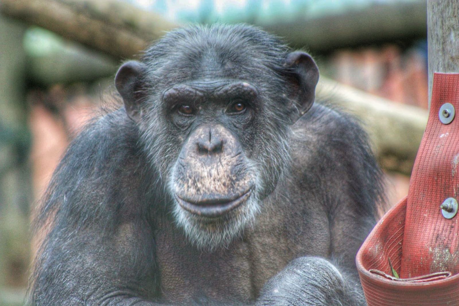 Chimpanzee male - Photo: Jenny Bridges