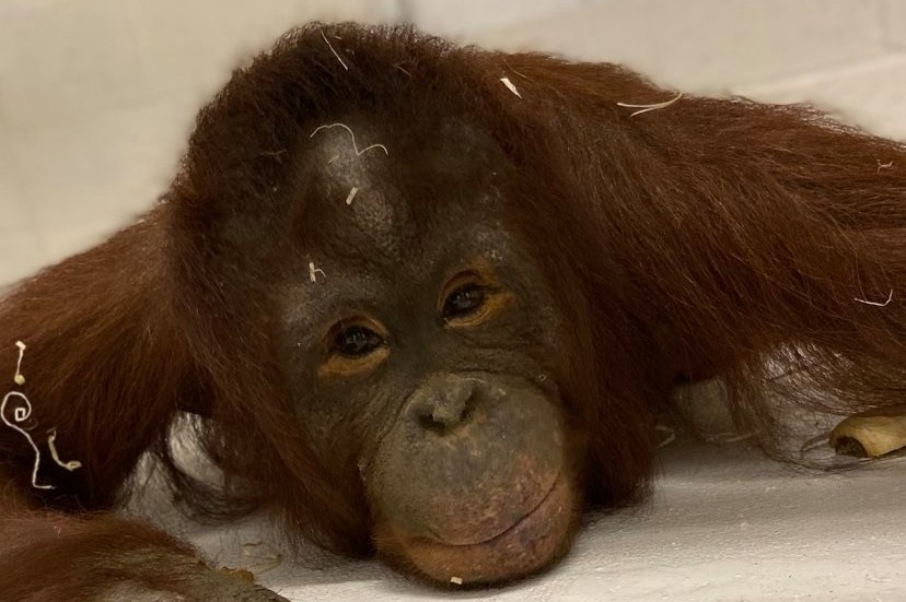 Orangutan female - Photo: Jenny Bridges