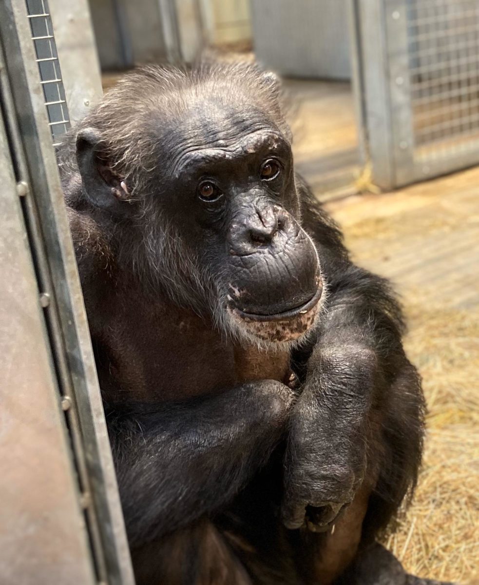 Chimpanzee female - Photo: Jenny Bridges