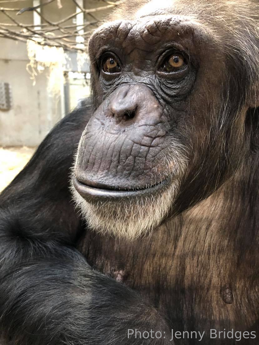 Chimpanzee- Photo: Jenny Bridges
